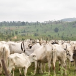 FCT SAPZ Livestock Pictures